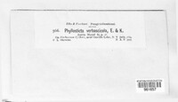 Phyllosticta verbascicola image
